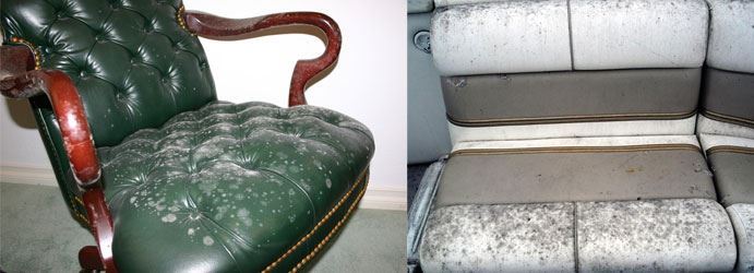 Remove Mold from Leather Sofa